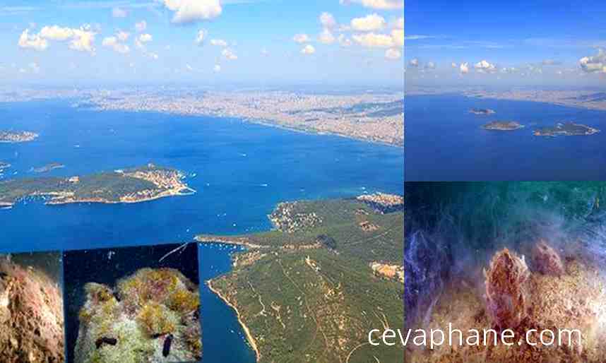 Marmara'nın Derinlerindeki Kabus: Büyükada ve Sivriada'da Müsilajın Yarattığı Tahribat Görüntülendi