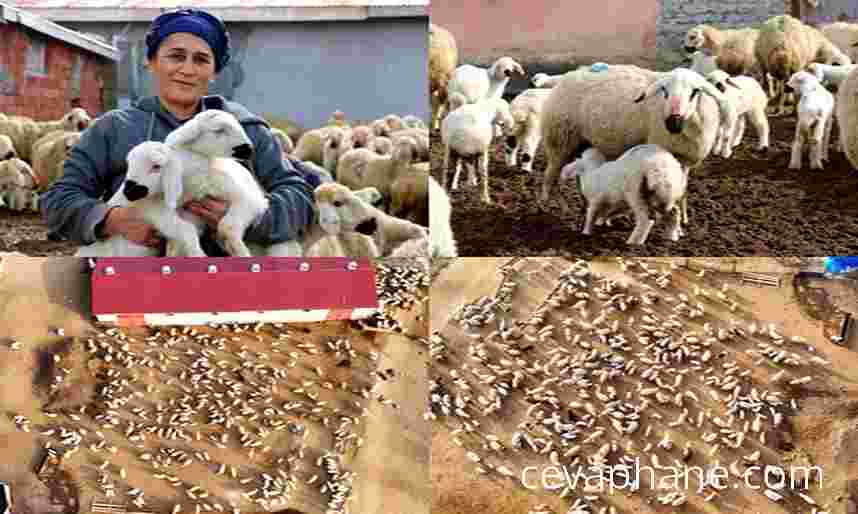 Erzincan'da Baharın Müjdesi: Koyun ve Kuzuların Duygusal Buluşması