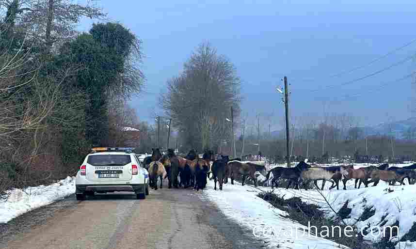 Samsun'da Başıboş Atlar Sorunu: Belediye Harekete Geçti