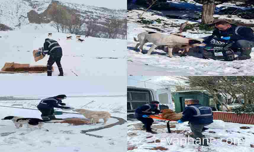 Büyükçekmece Belediyesi'nden Kar Altında Sokak Hayvanlarına Destek