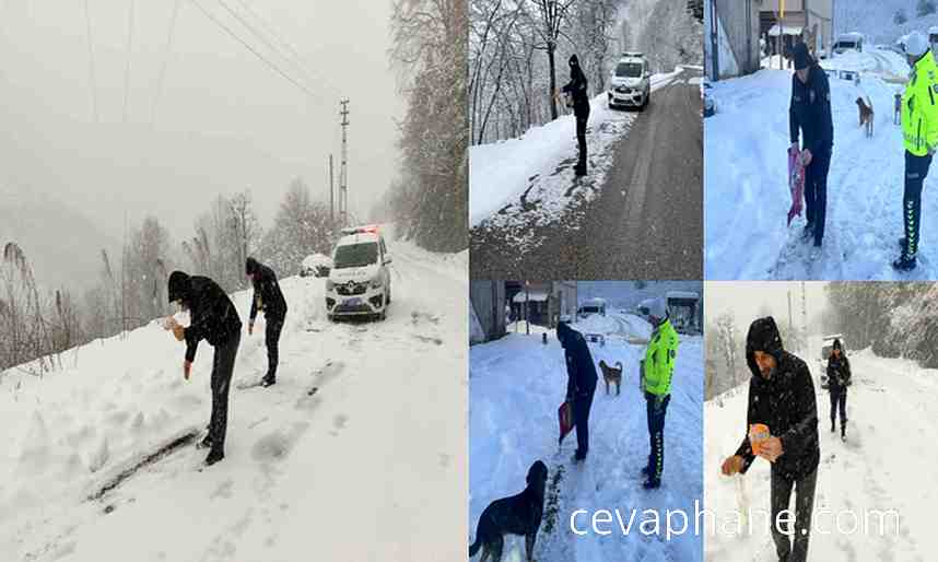 Ordu İkizce'de Polislerden Sokak Hayvanlarına Yardım Eli