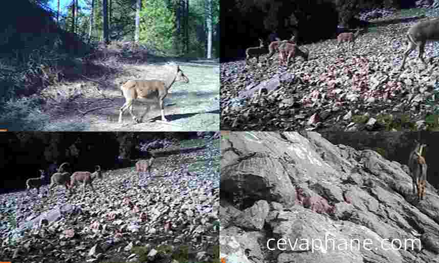 Isparta Ormanlarında Yaban Keçisi Sürprizi: Fotokapan Görüntüleri