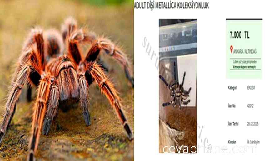 Yasa Dışı Tarantula Satışına Ağır Ceza: 60 Bin Lira!