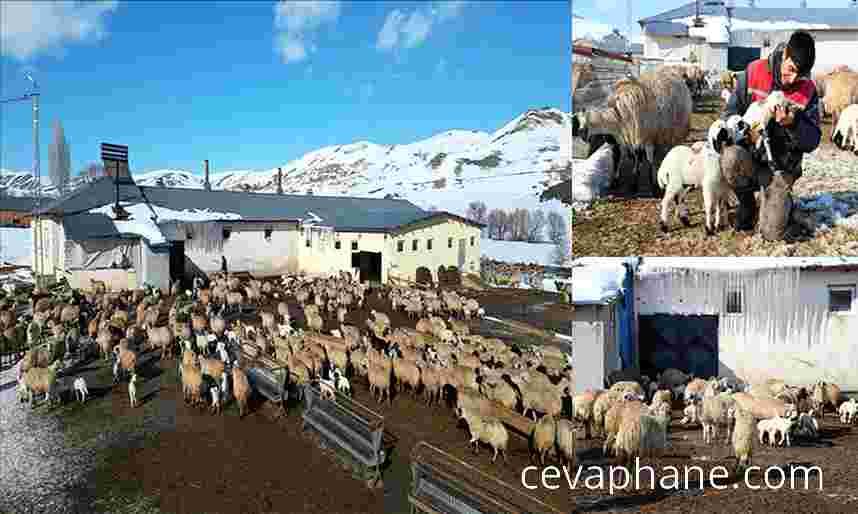 Bayburt'ta Besicilerin Kış Mesaisi: Zorlu Şartlarda Hayvan Bakımı