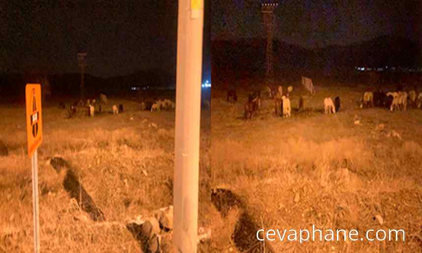 Kütahya'da Yılkı Atları Şehir Merkezine İndi: Vatandaşlar Merak İçinde