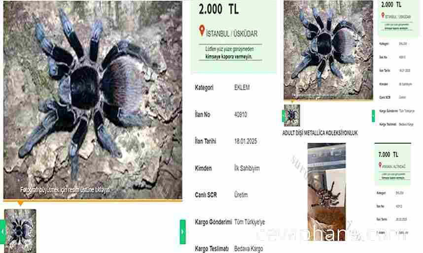 Türkiye'de İnternet Üzerinden Tarantula Satışı: Yasal mı?