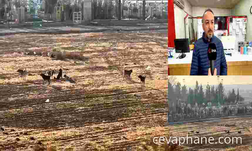 Nusaybin'de Sokak Köpekleri Okul Çevrelerinde Korku Yaratıyor