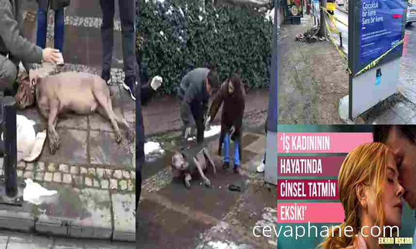 Beşiktaş'ta Elektrik Akımına Kapılan Köpek 'Choko'nun Sağlık Durumu İyi