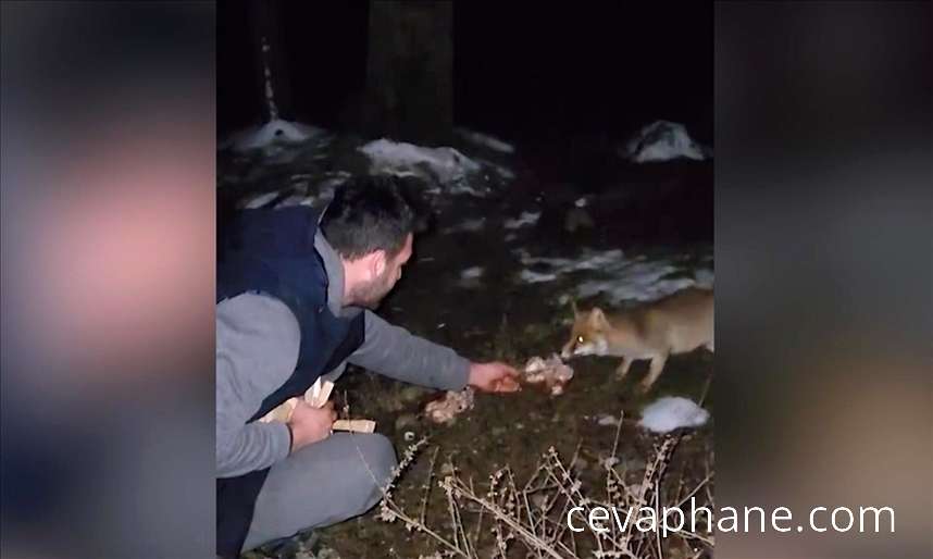 Yalova'da Mangal Keyfi: Vatandaşlar Aç Tilkiye Yemek Verdi